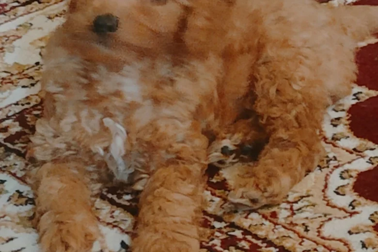 Cavapoo