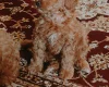 Cavapoo