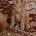 Cavapoo