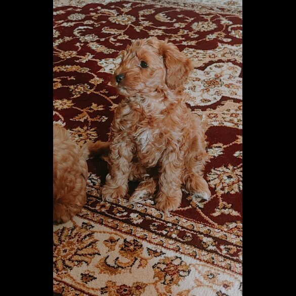 Cavapoo