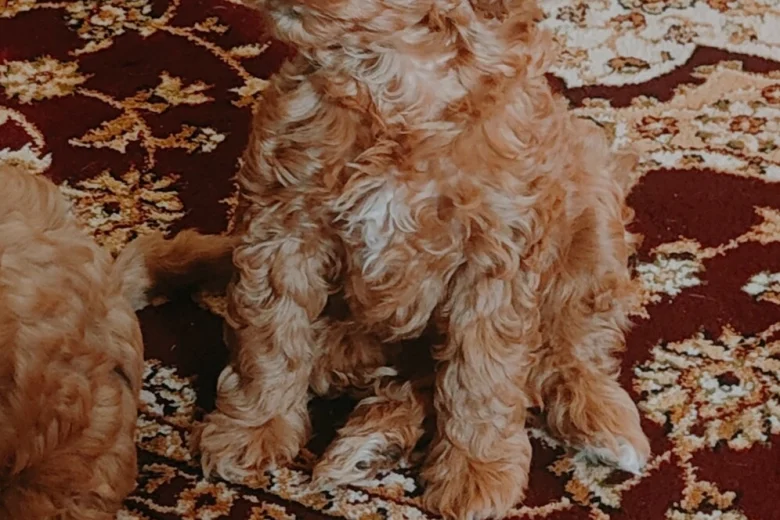 Cavapoo