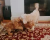 Cavapoo
