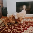 Cavapoo