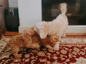 Cavapoo