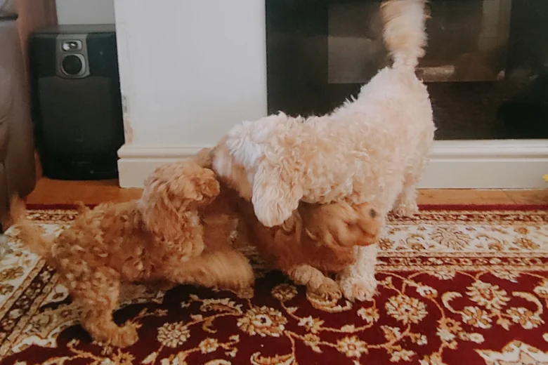 Cavapoo