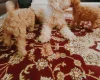 Cavapoo