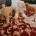 Cavapoo