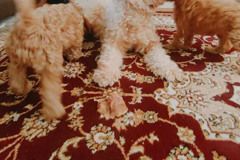 Cavapoo