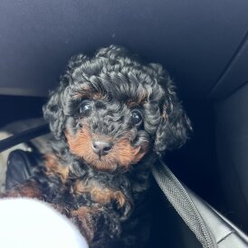Toy Poodle