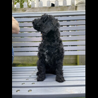 Toy Poodle