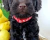 Toy Poodle