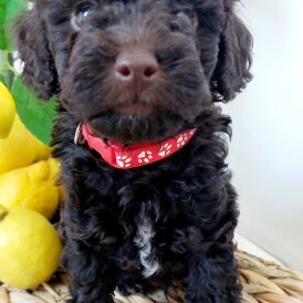 Toy Poodle