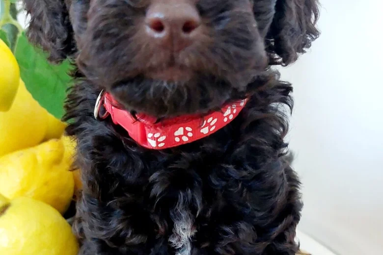 Toy Poodle