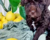Toy Poodle