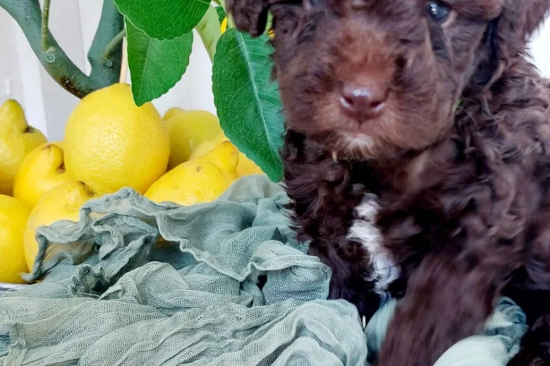 Toy Poodle