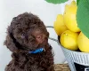 Toy Poodle