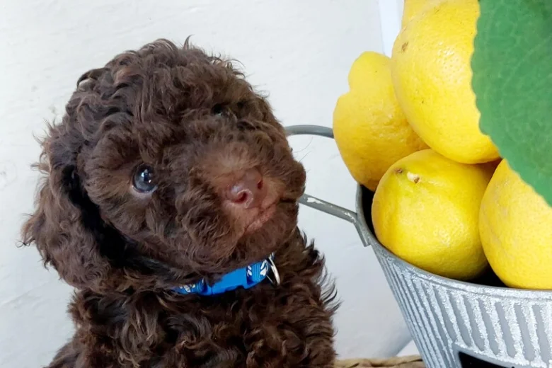 Toy Poodle