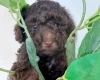 Toy Poodle