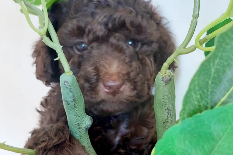 Toy Poodle