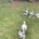 Jack Russell