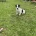 Jack Russell