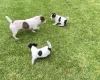 Jack Russell