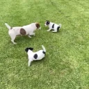 Jack Russell