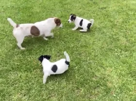 Jack Russell