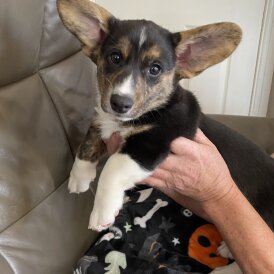 Welsh Corgi Cardigan