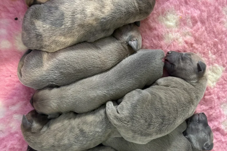 Whippet
