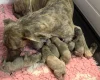 Whippet