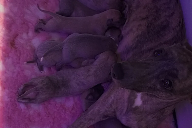Whippet