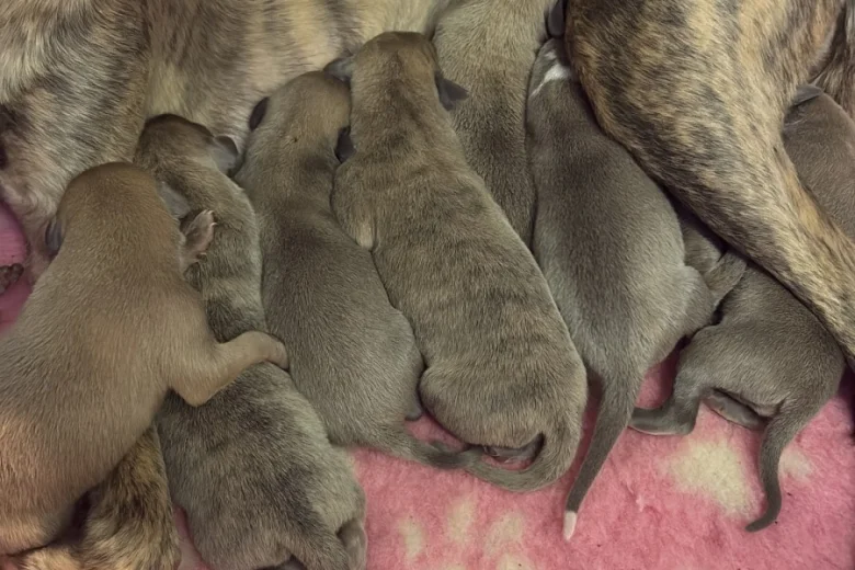 Whippet