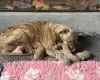 Whippet