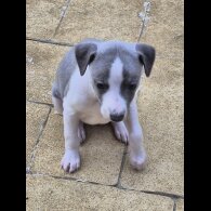 Whippet