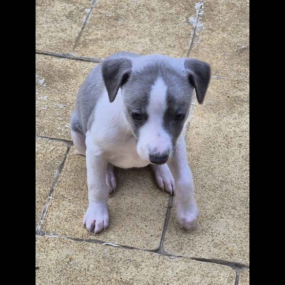 Whippet