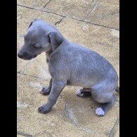 Whippet