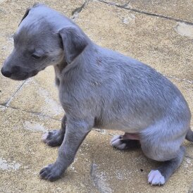 Whippet