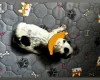 Cocker Spaniel (Working)