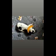 Cocker Spaniel (Working)