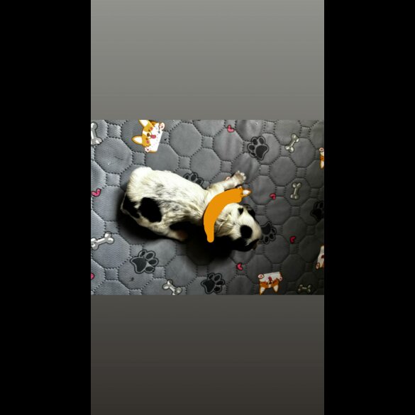 Cocker Spaniel (Working)