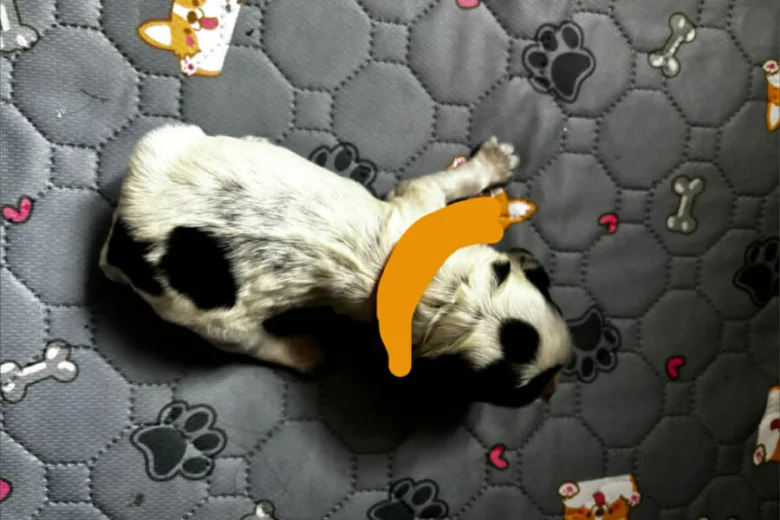 Cocker Spaniel (Working)