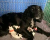 Cocker Spaniel (Working)