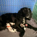 Cocker Spaniel (Working)