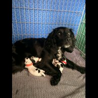 Cocker Spaniel (Working)