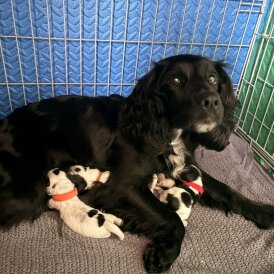 Cocker Spaniel (Working)