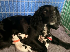 Cocker Spaniel (Working)
