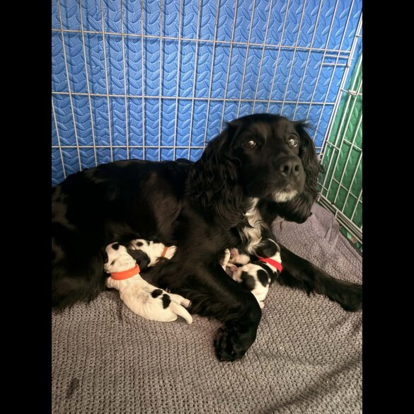 Cocker Spaniel (Working)