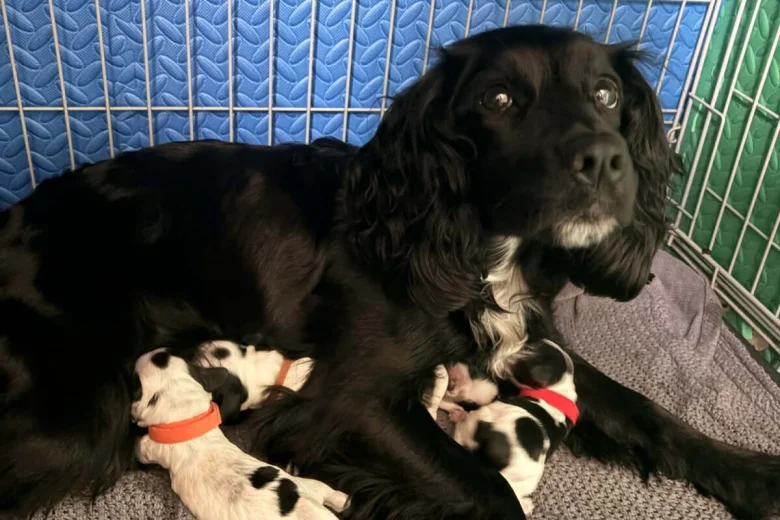 Cocker Spaniel (Working)