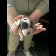 Cocker Spaniel (Working)